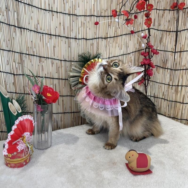 販売中の群馬県のソマリ-135126の4枚目