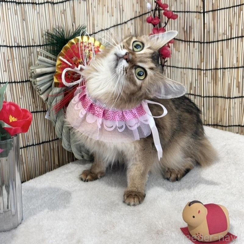 販売中の群馬県のソマリ-135126の3枚目