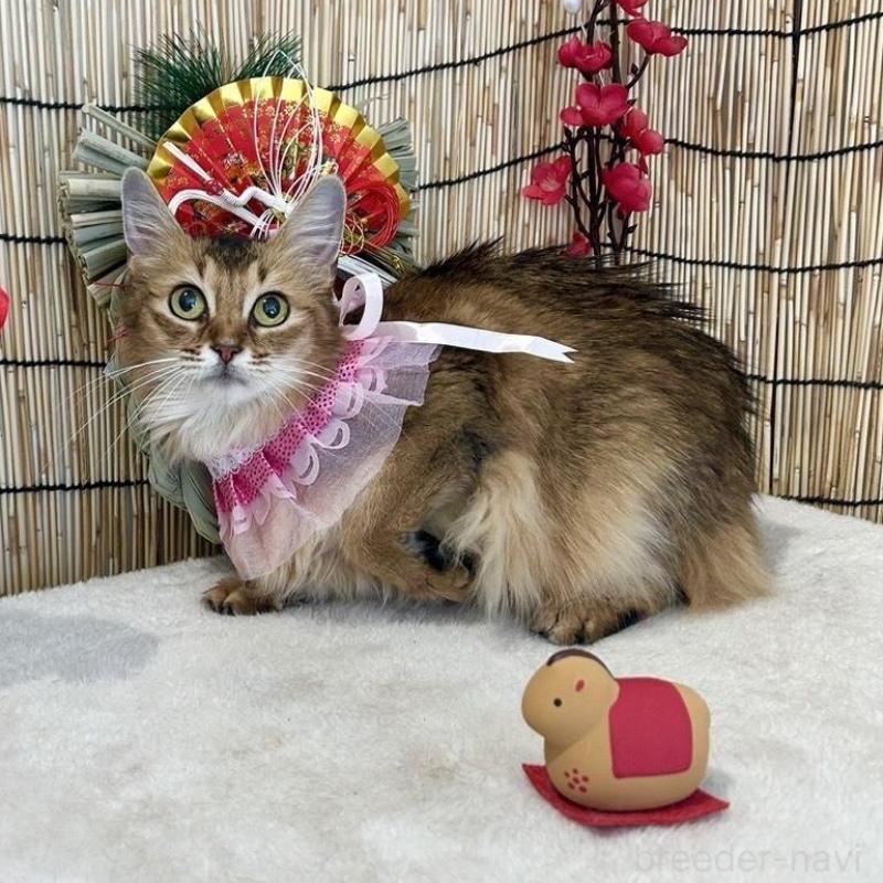 販売中の群馬県のソマリ-135126の2枚目