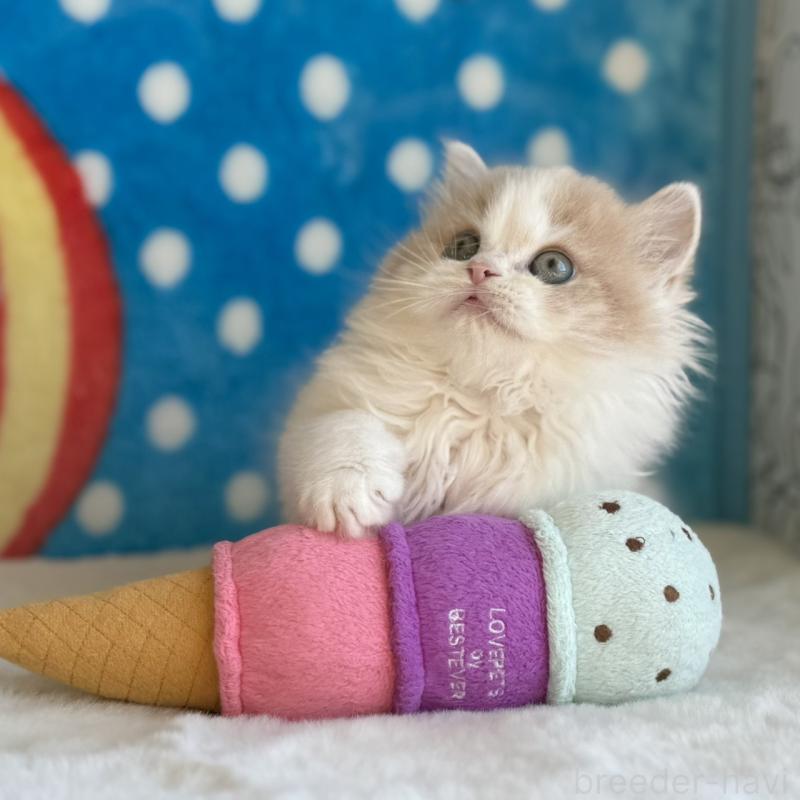 販売中の愛知県のスコティッシュフォールド-135105の3枚目