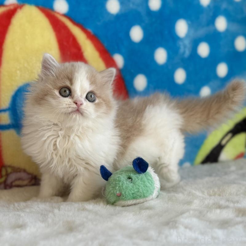 販売中の愛知県のスコティッシュフォールド-135105の2枚目