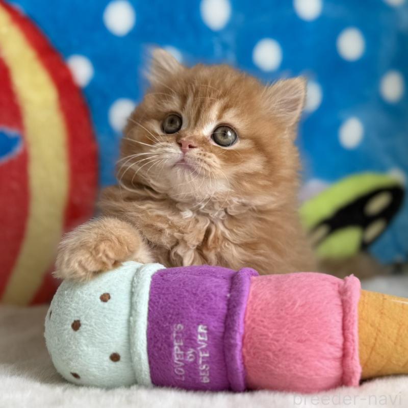 販売中の愛知県のスコティッシュフォールド-135106の2枚目