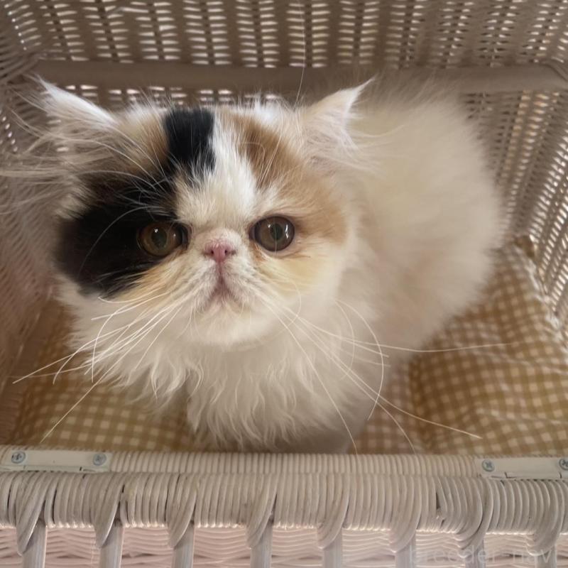 販売中の熊本県のエキゾチックショートヘア-135127