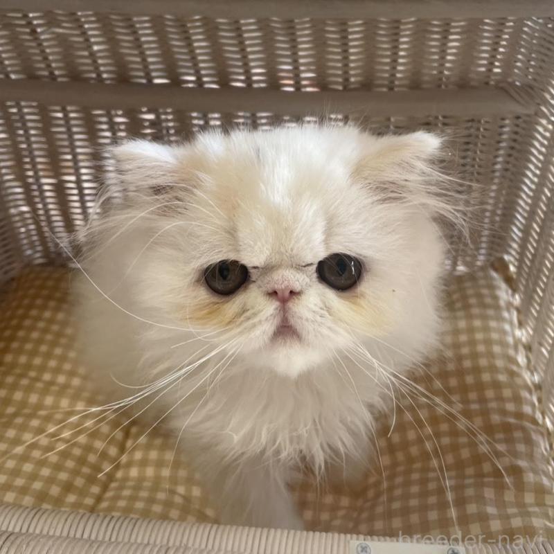 販売中の熊本県のエキゾチックショートヘア-135128の1枚目