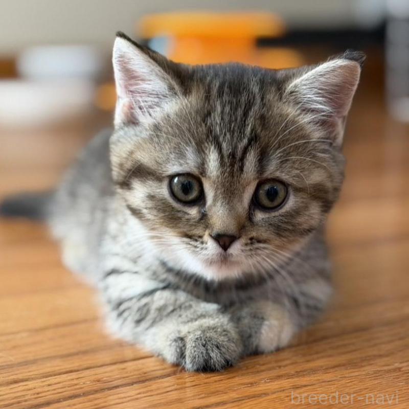 販売中の東京都のマンチカン(短足)-135129の6枚目