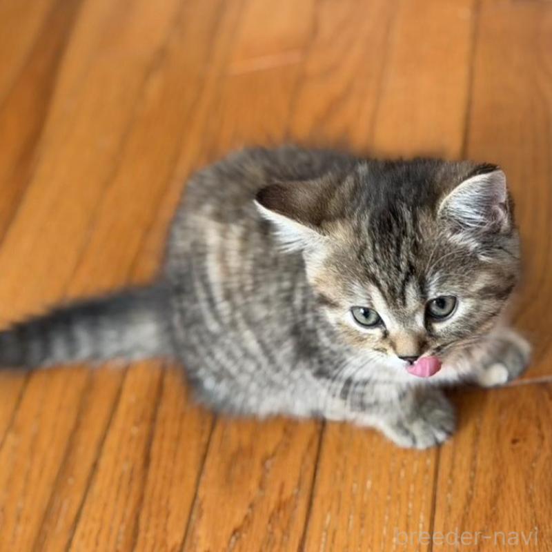 販売中の東京都のマンチカン(短足)-135129の5枚目