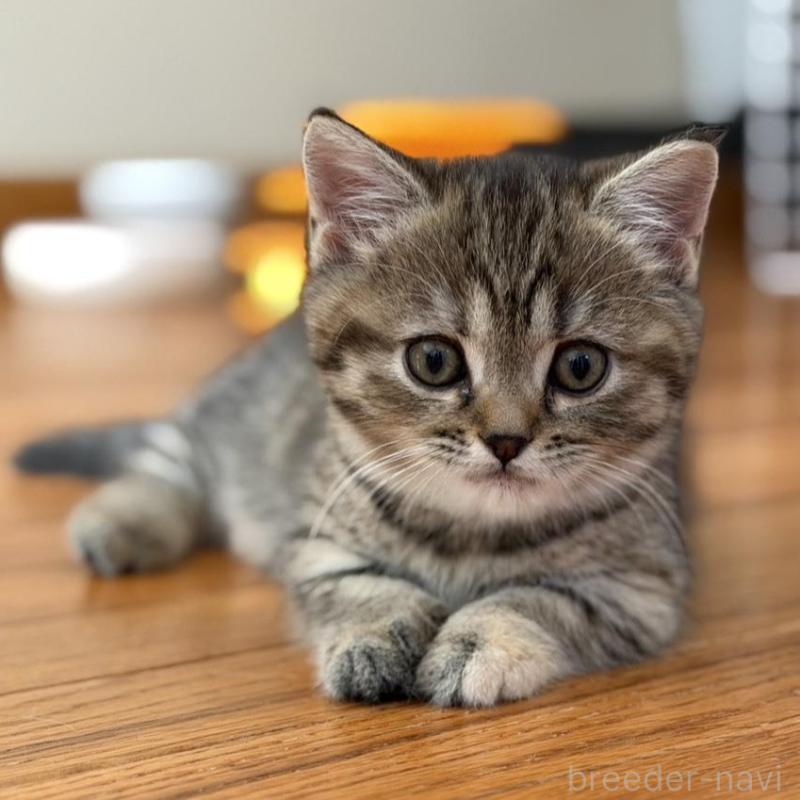 販売中の東京都のマンチカン(短足)-135129の4枚目