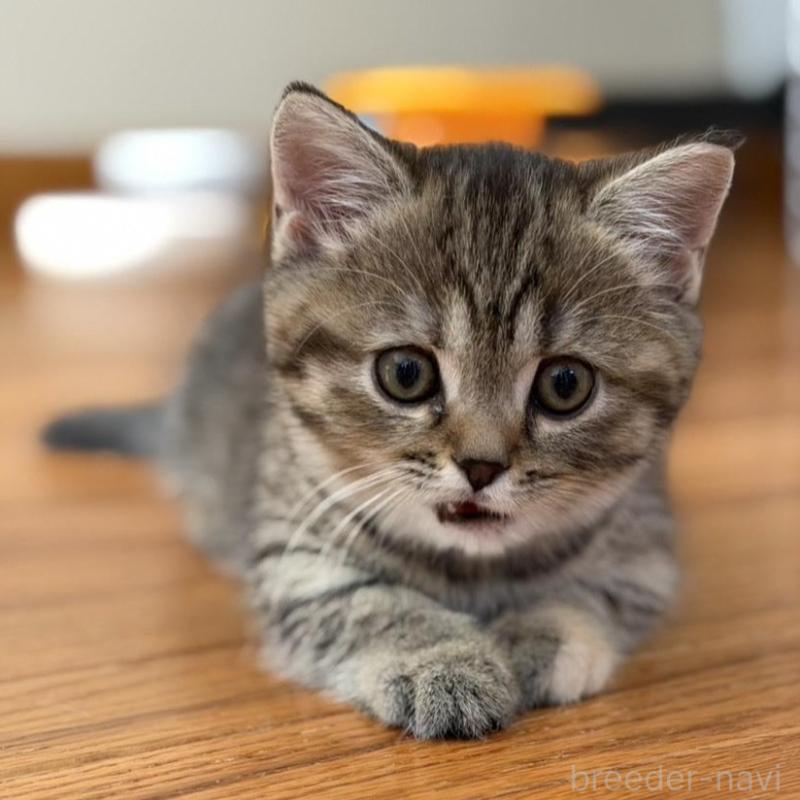 販売中の東京都のマンチカン(短足)-135129の3枚目