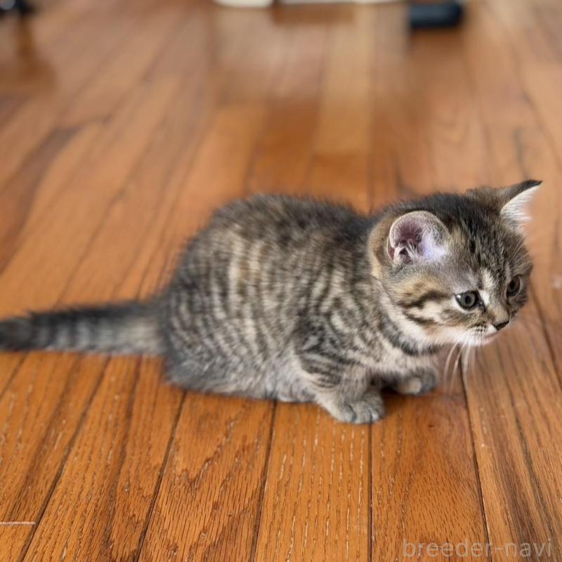 販売中の東京都のマンチカン(短足)-135129の2枚目