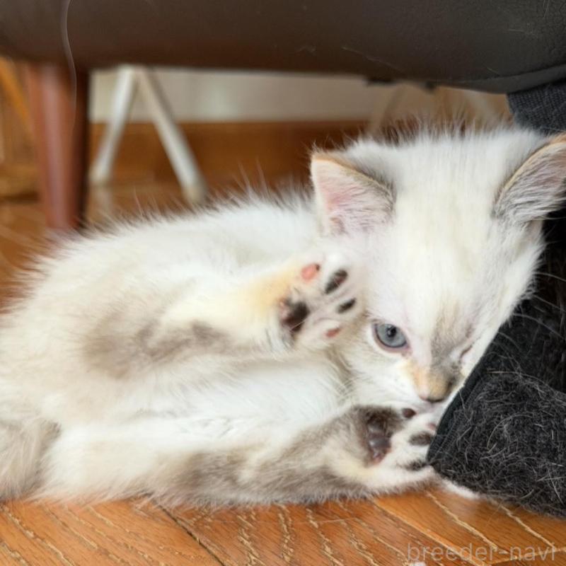 販売中の東京都のマンチカン(短足)-135130の7枚目