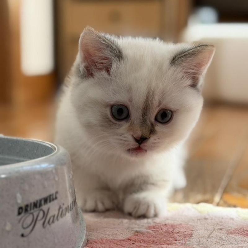 販売中の東京都のマンチカン(短足)-135130