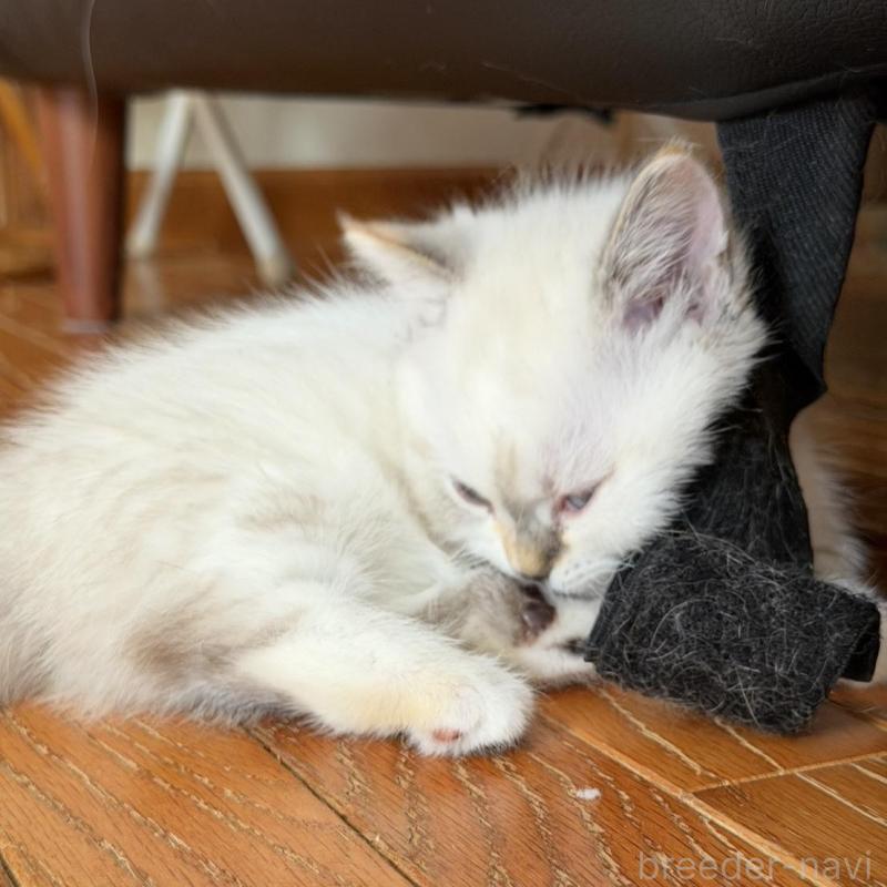 販売中の東京都のマンチカン(短足)-135130の3枚目