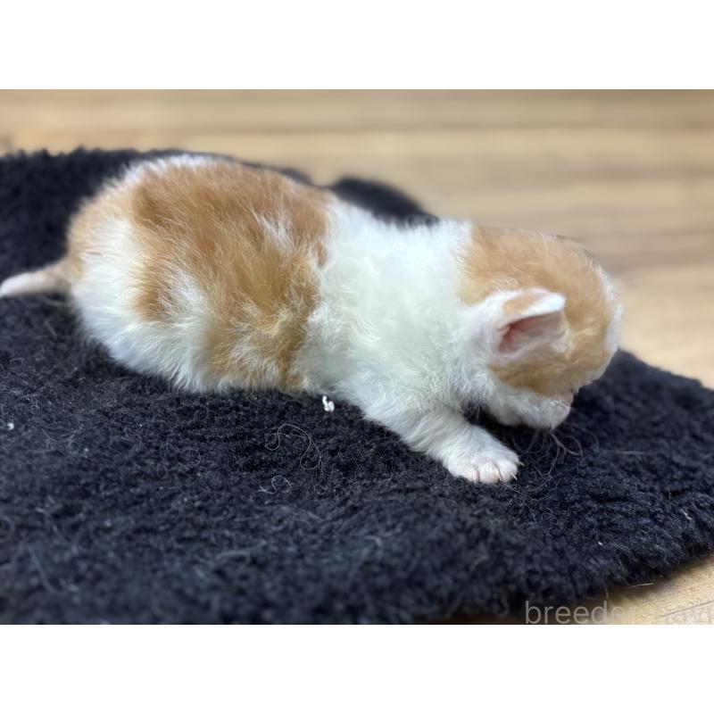 販売中の千葉県のスクーカム-134554の5枚目