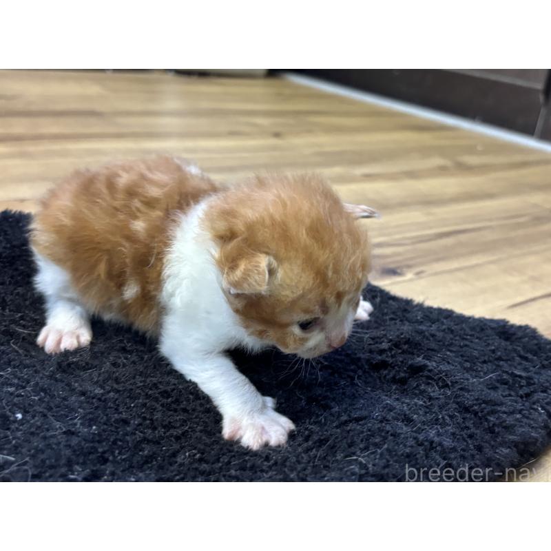 販売中の千葉県のスクーカム-134552の5枚目