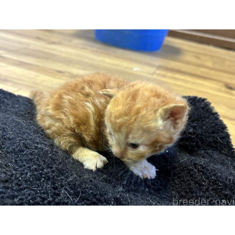 販売中の千葉県のスクーカム-134553の6枚目