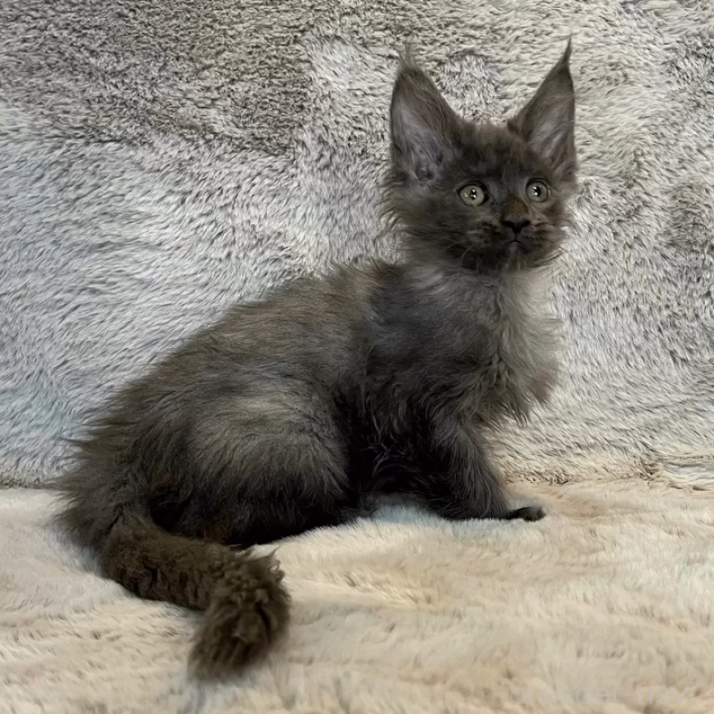 販売中の愛知県のメインクーン-135131の13枚目