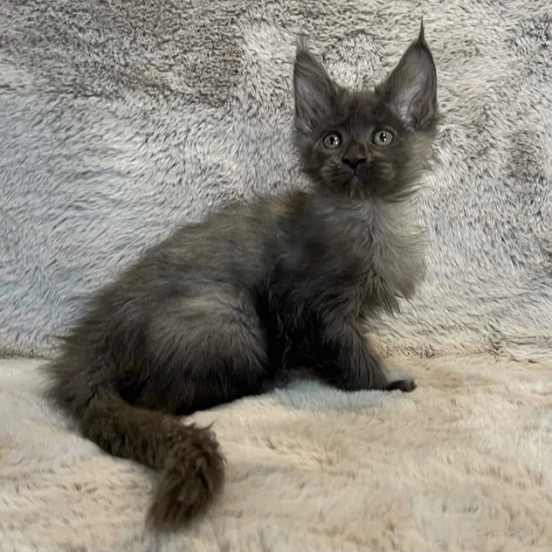 販売中の愛知県のメインクーン-135131の12枚目