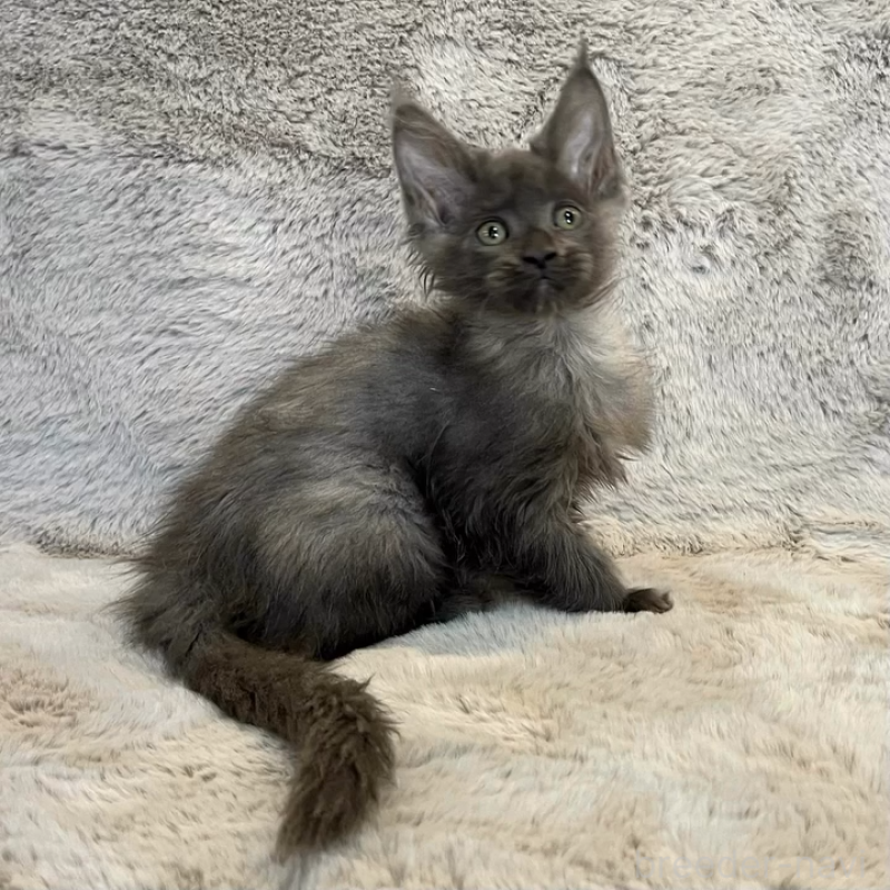 販売中の愛知県のメインクーン-135131の11枚目