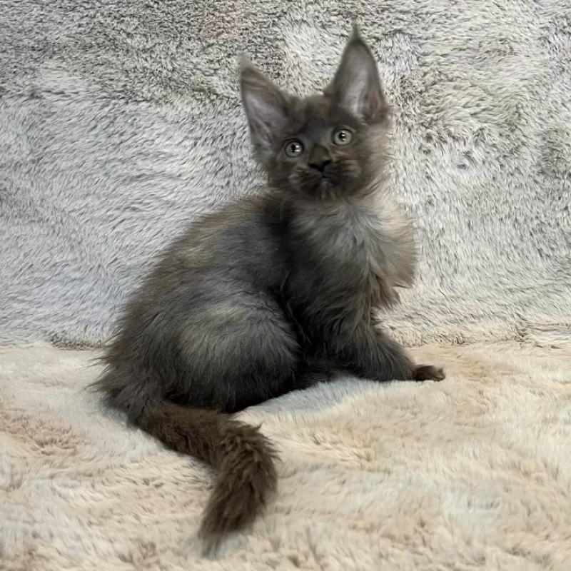 販売中の愛知県のメインクーン-135131の10枚目