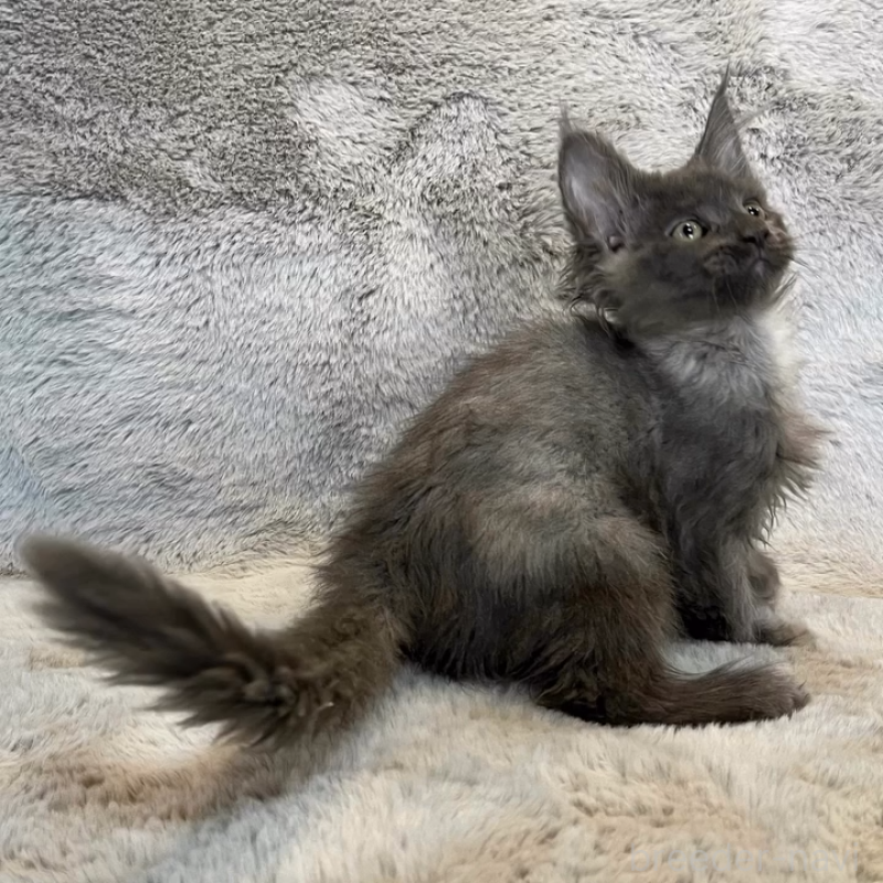 販売中の愛知県のメインクーン-135131の9枚目