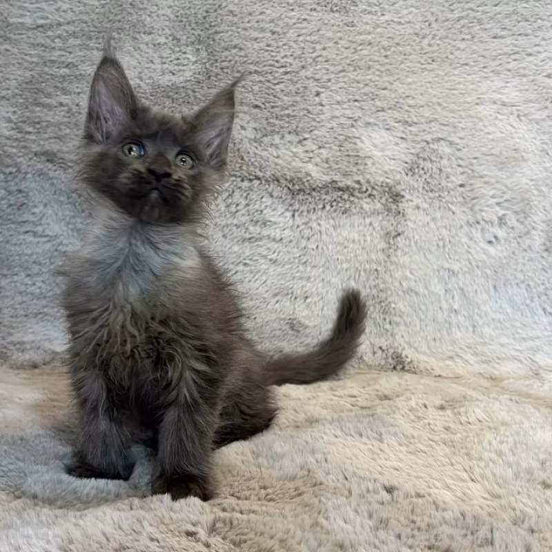 販売中の愛知県のメインクーン-135131の8枚目