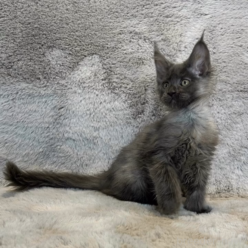 販売中の愛知県のメインクーン-135131の7枚目