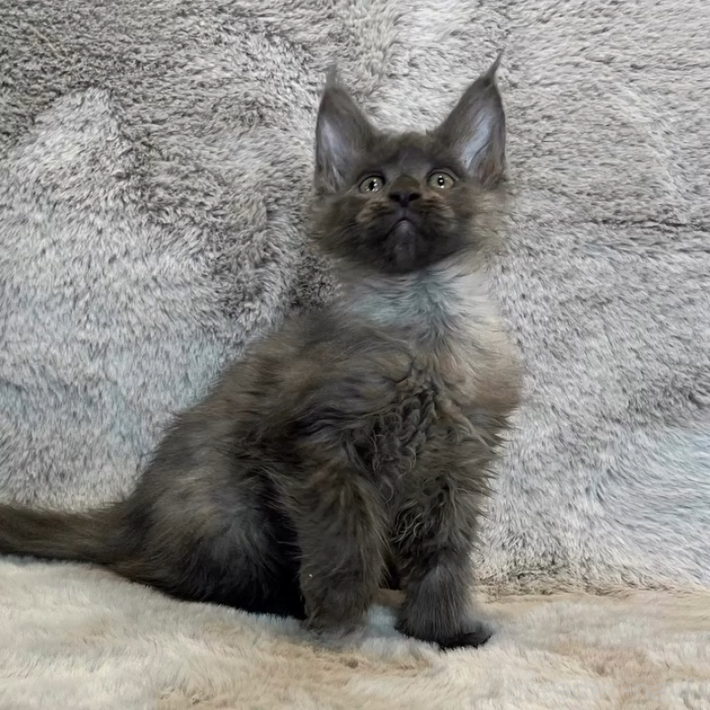 販売中の愛知県のメインクーン-135131の6枚目