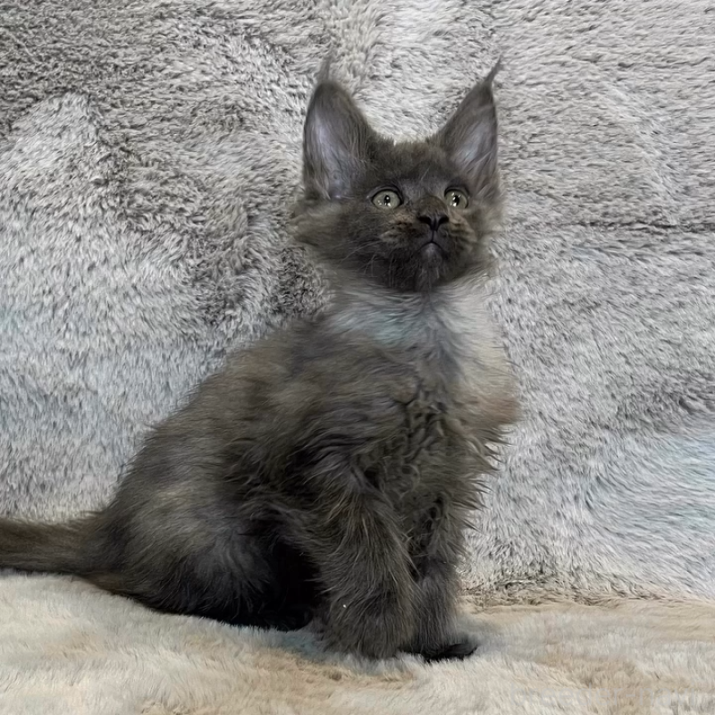 販売中の愛知県のメインクーン-135131の5枚目