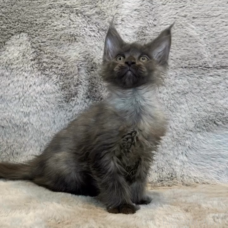 販売中の愛知県のメインクーン-135131の4枚目