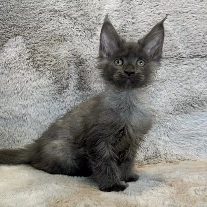 販売中の愛知県のメインクーン-135131の3枚目