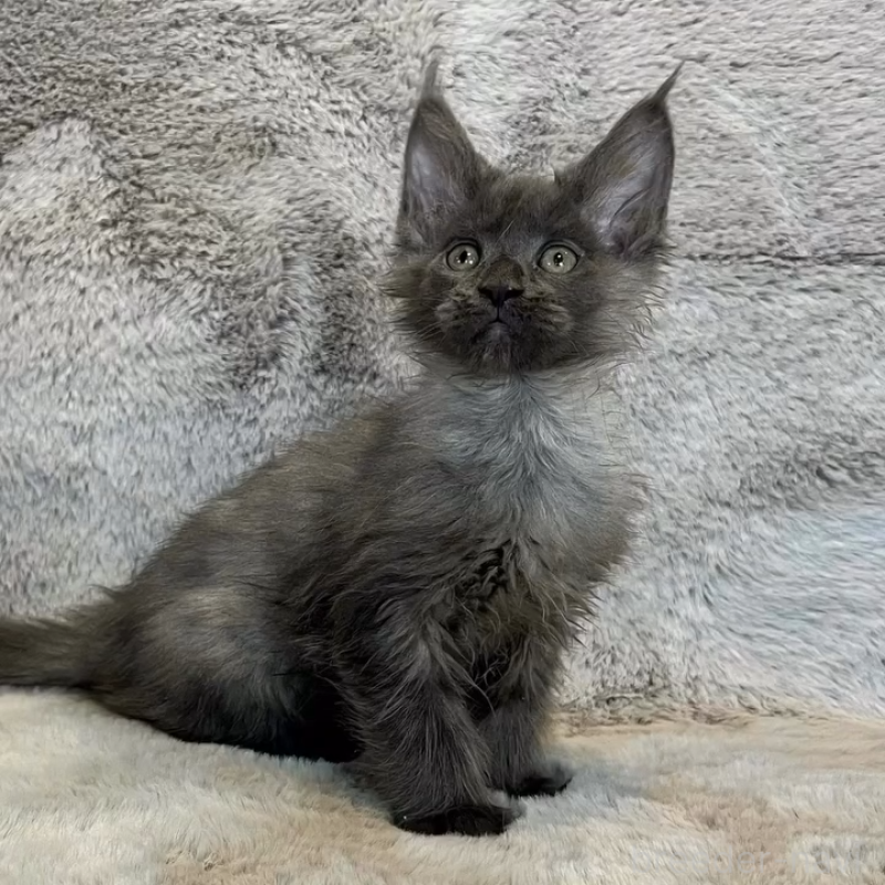 販売中の愛知県のメインクーン-135131の2枚目