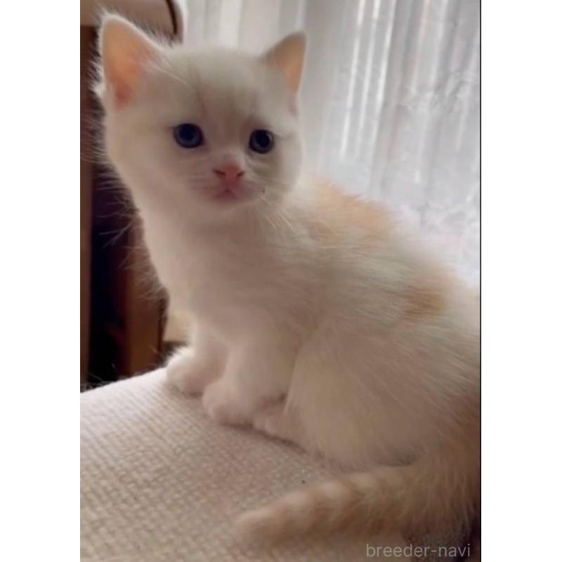 商談中の兵庫県のスコティッシュフォールド-135091の2枚目