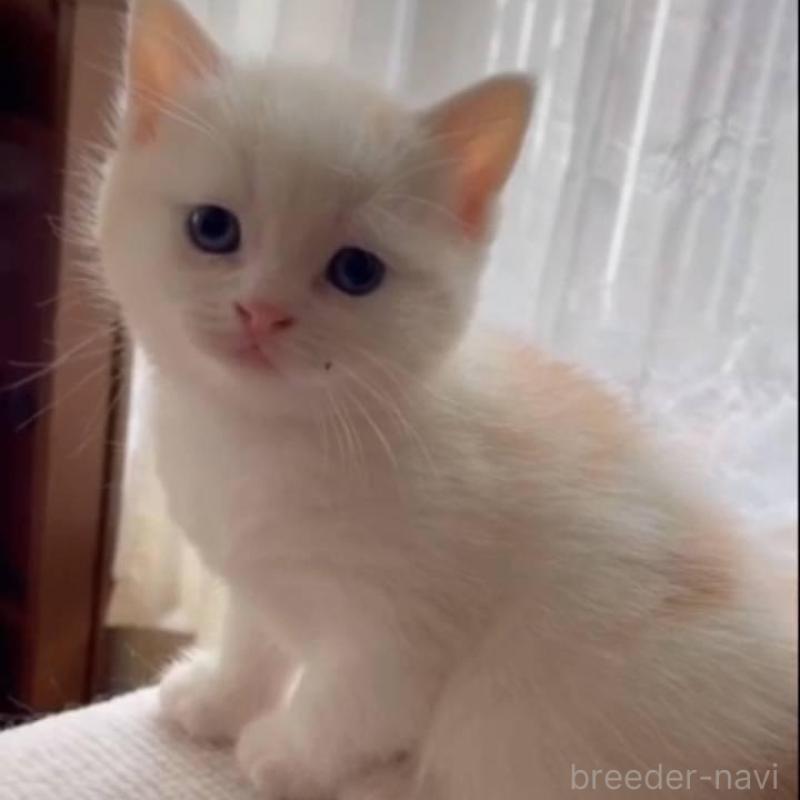 販売中の兵庫県のスコティッシュフォールド-135091