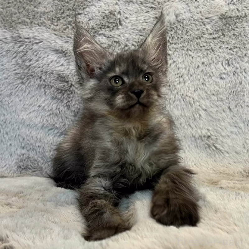 販売中の愛知県のメインクーン-135132の8枚目