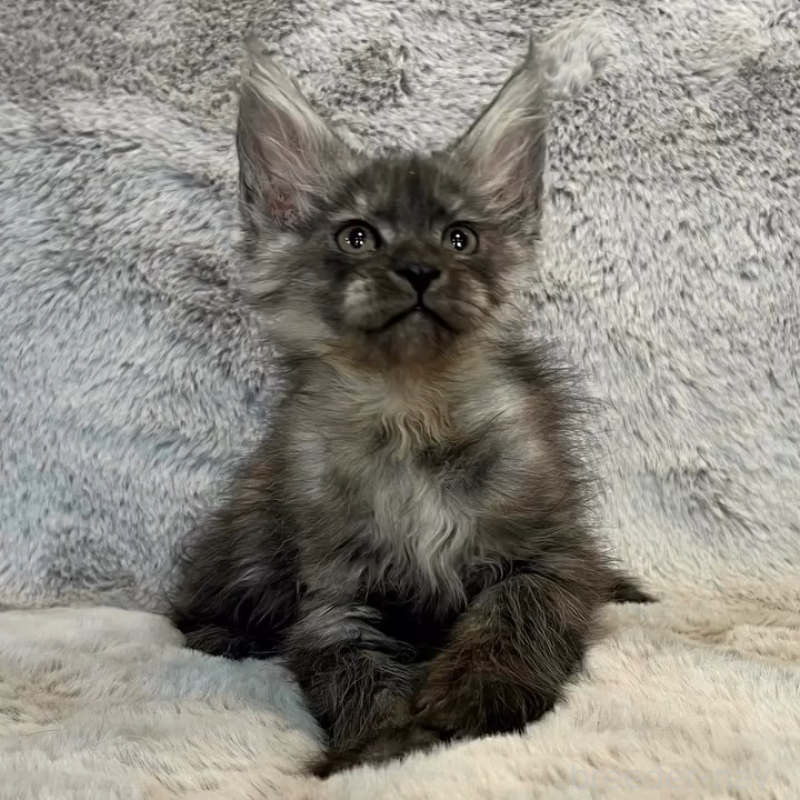 販売中の愛知県のメインクーン-135132の6枚目