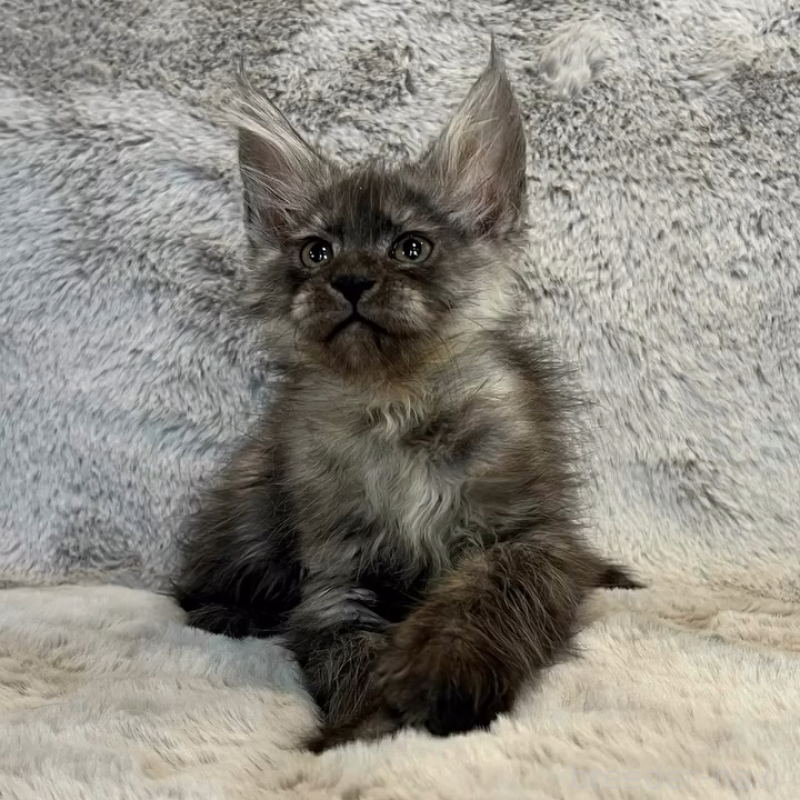 販売中の愛知県のメインクーン-135132の5枚目