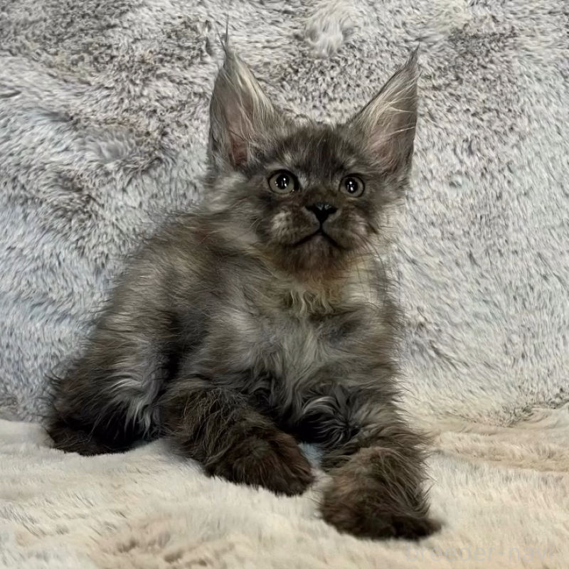 販売中の愛知県のメインクーン-135132の4枚目