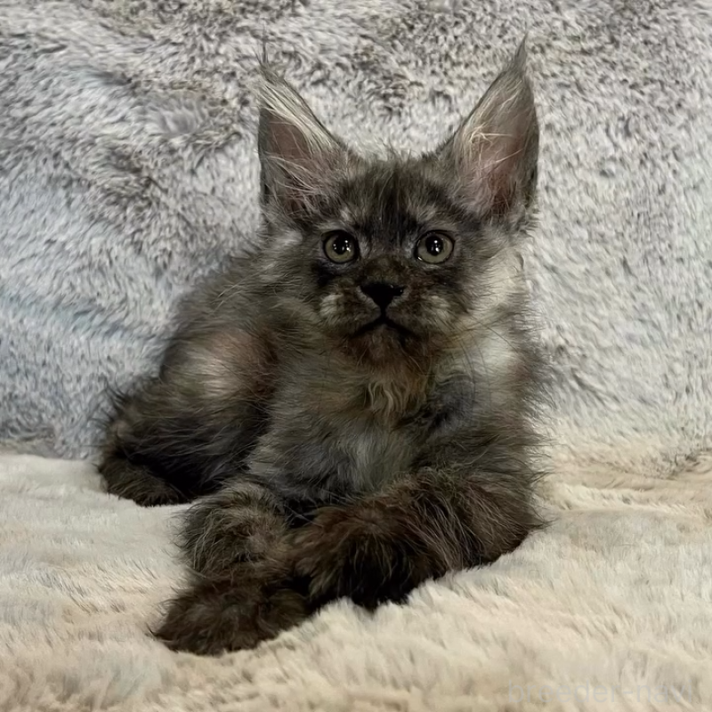 販売中の愛知県のメインクーン-135132