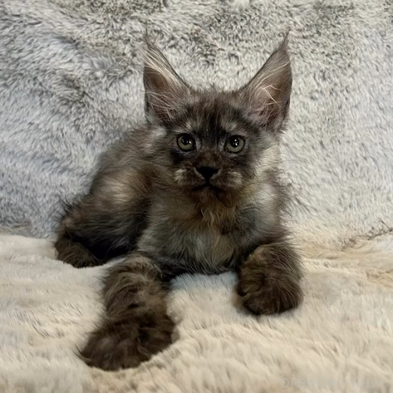 販売中の愛知県のメインクーン-135132の3枚目