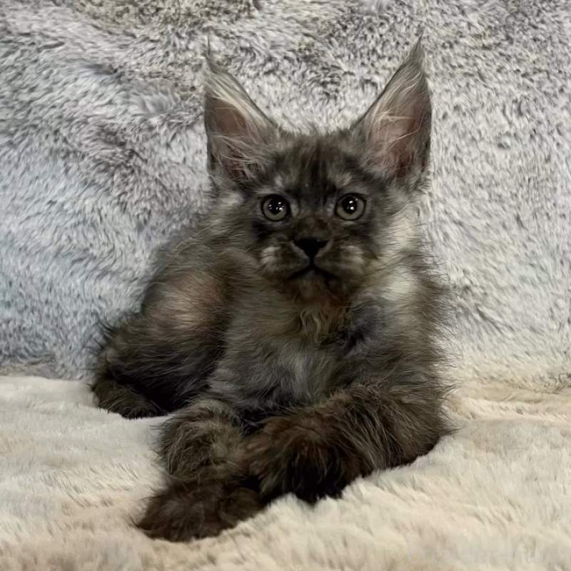 販売中の愛知県のメインクーン-135132の2枚目