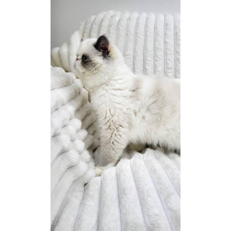 販売中の東京都のエキゾチックショートヘア-130012の3枚目