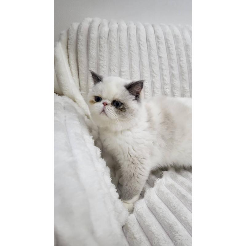 販売中の東京都のエキゾチックショートヘア-130012の2枚目