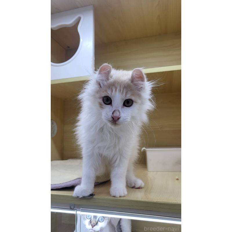 販売中の東京都のアメリカンカール-132385の2枚目