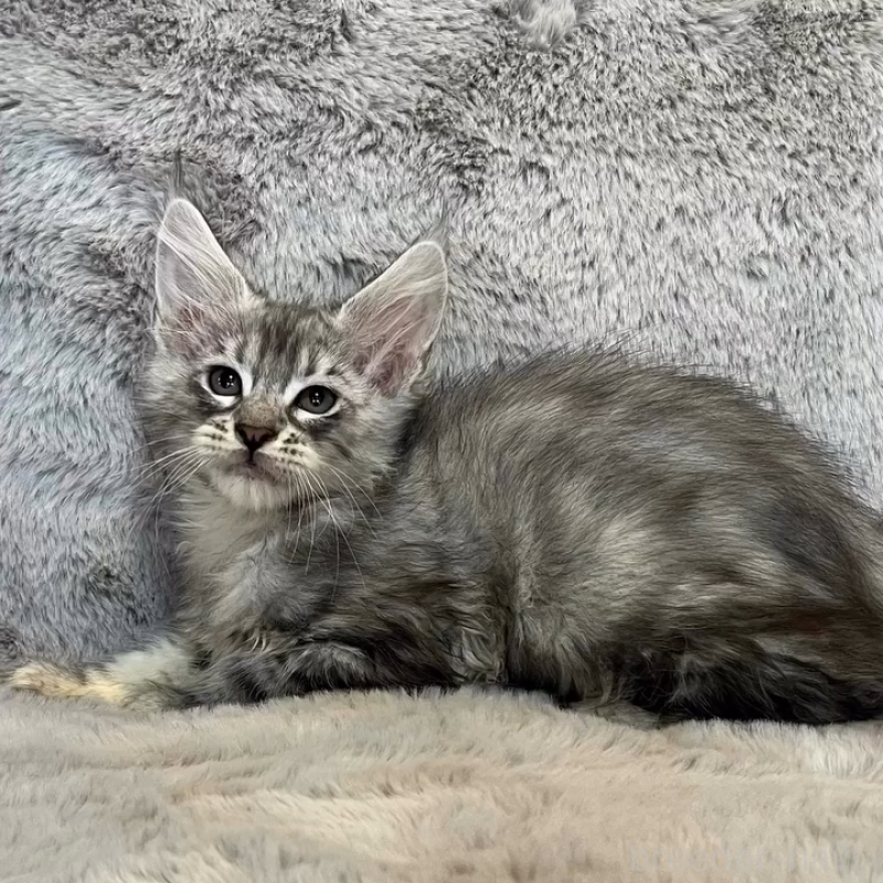 販売中の愛知県のメインクーン-135133の12枚目