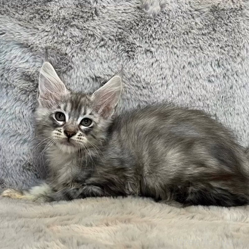 販売中の愛知県のメインクーン-135133の11枚目