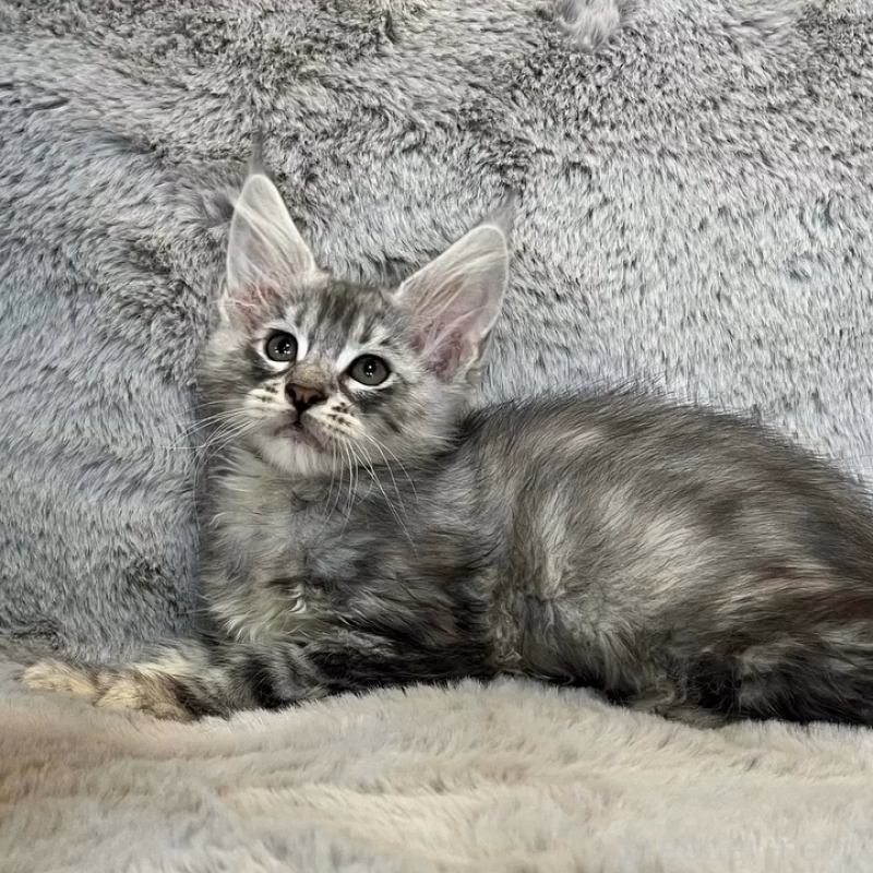 販売中の愛知県のメインクーン-135133の10枚目