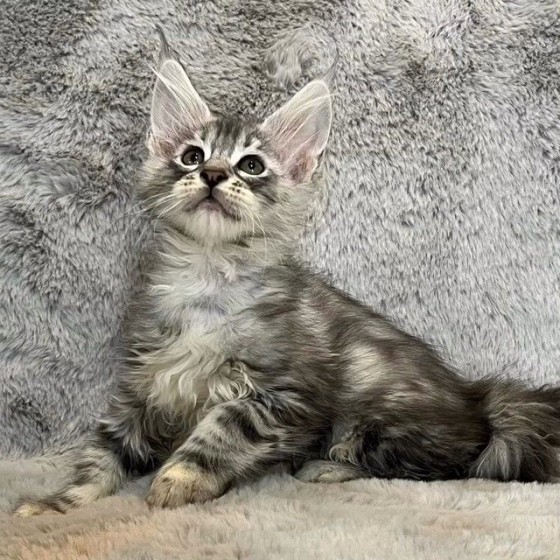 販売中の愛知県のメインクーン-135133の9枚目