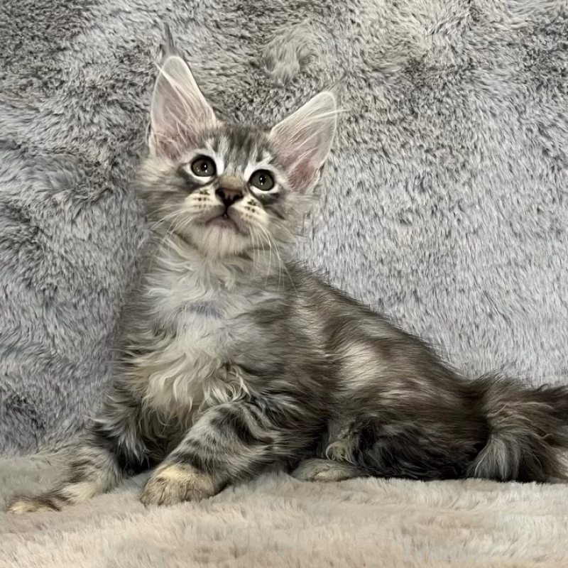 販売中の愛知県のメインクーン-135133の8枚目