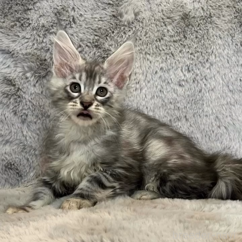 販売中の愛知県のメインクーン-135133の7枚目