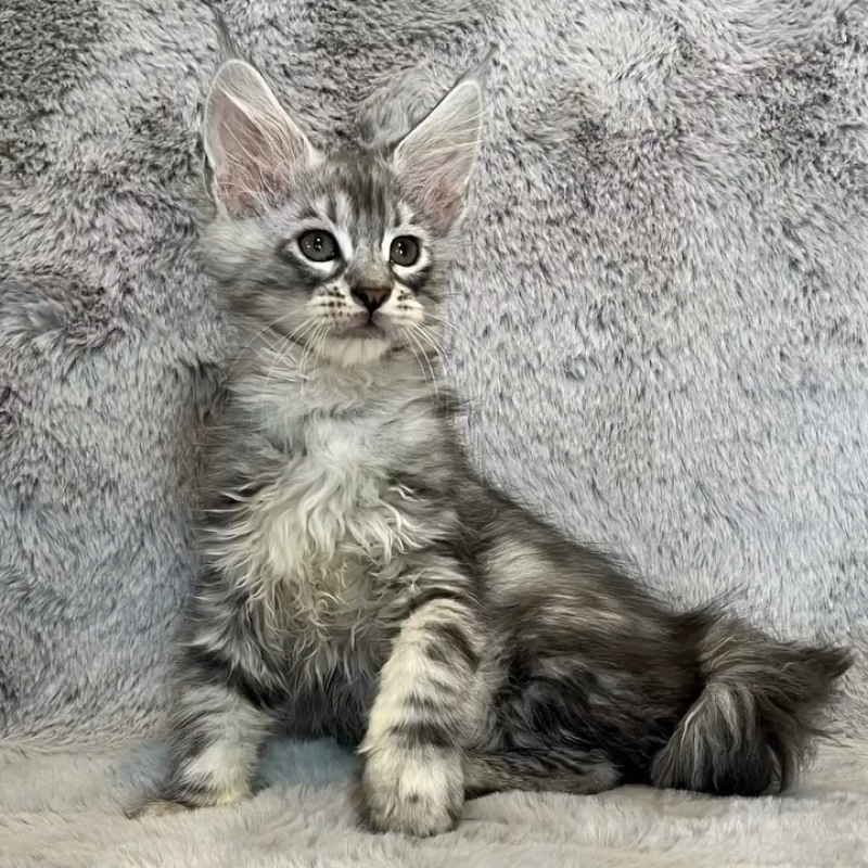 販売中の愛知県のメインクーン-135133の6枚目